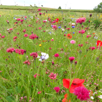 Sommerblomster