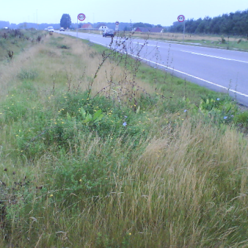 Biodiversitetsfrøblandinger