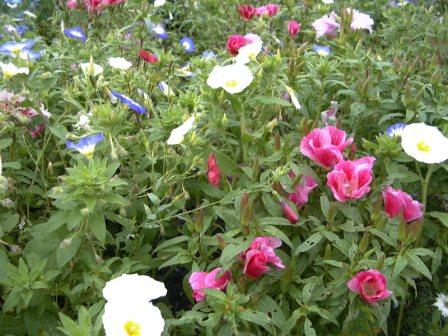 Blomstermarksfrø Sommer & Sol (1 kg)