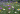 Blomstermarksfrø Snitblomster frøblanding (1 kg)