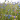 Blomstermarksfrø Blå Hav Blanding. (1 kg)