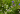 Blomstermarksfrø Honningbi-Sommerfugleblomstblanding (1 kg)