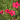 Blomstermarksfrø Romantik blanding flerårig m/græs (1 kg)