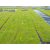 Nykilde - ArmaFlor® græs bredmåtter type RGM