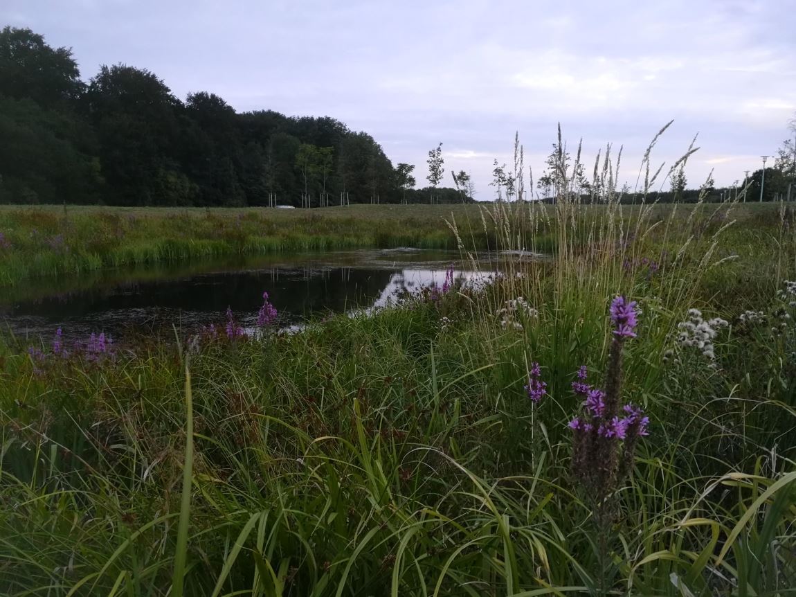 Vi kiggede forbi...noget vand og blomster. Og noget andet vand uden blomster...