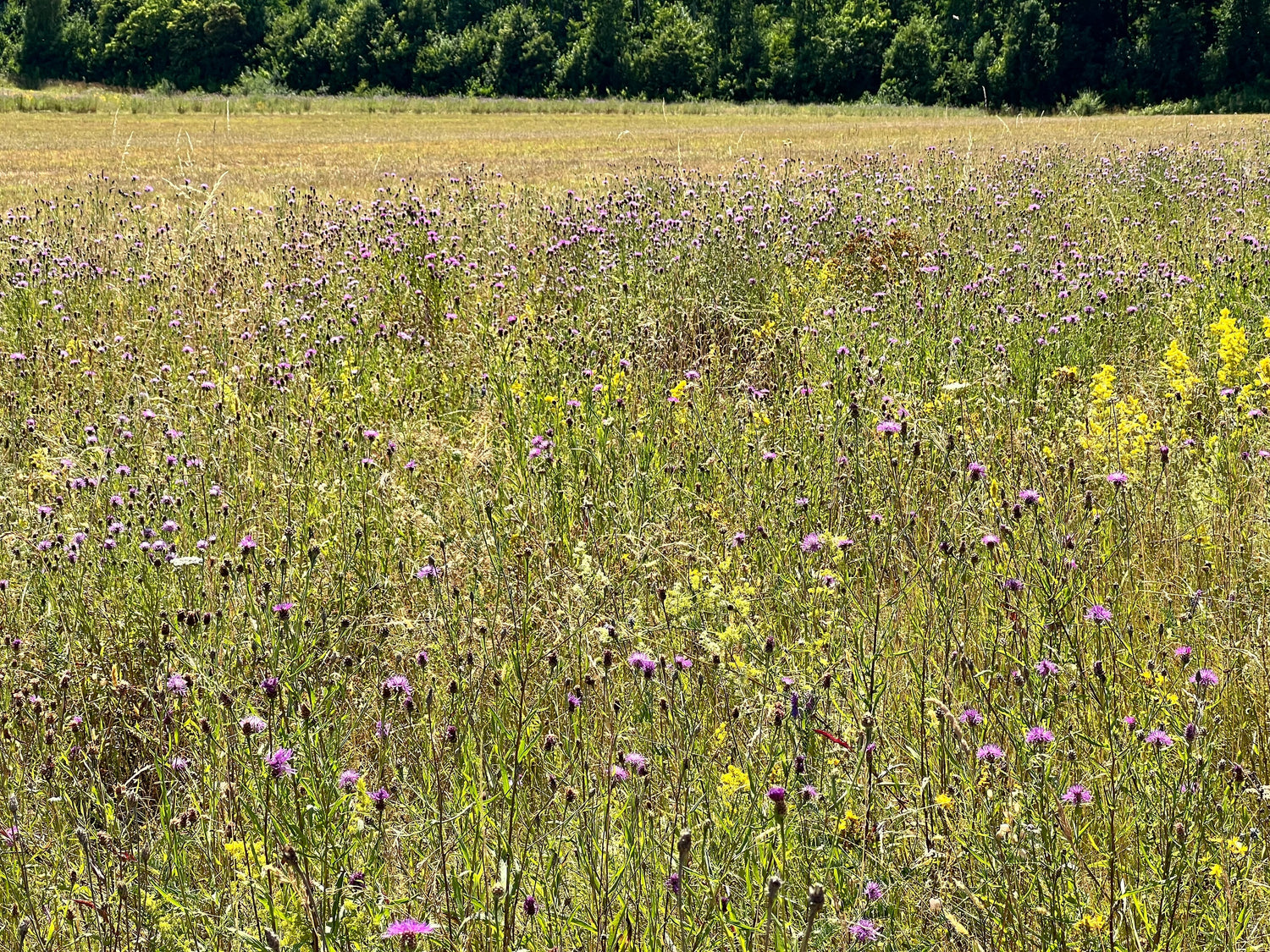 Fra etablering til vedligehold – Sådan styrker du biodiversiteten med mosaikpleje.
