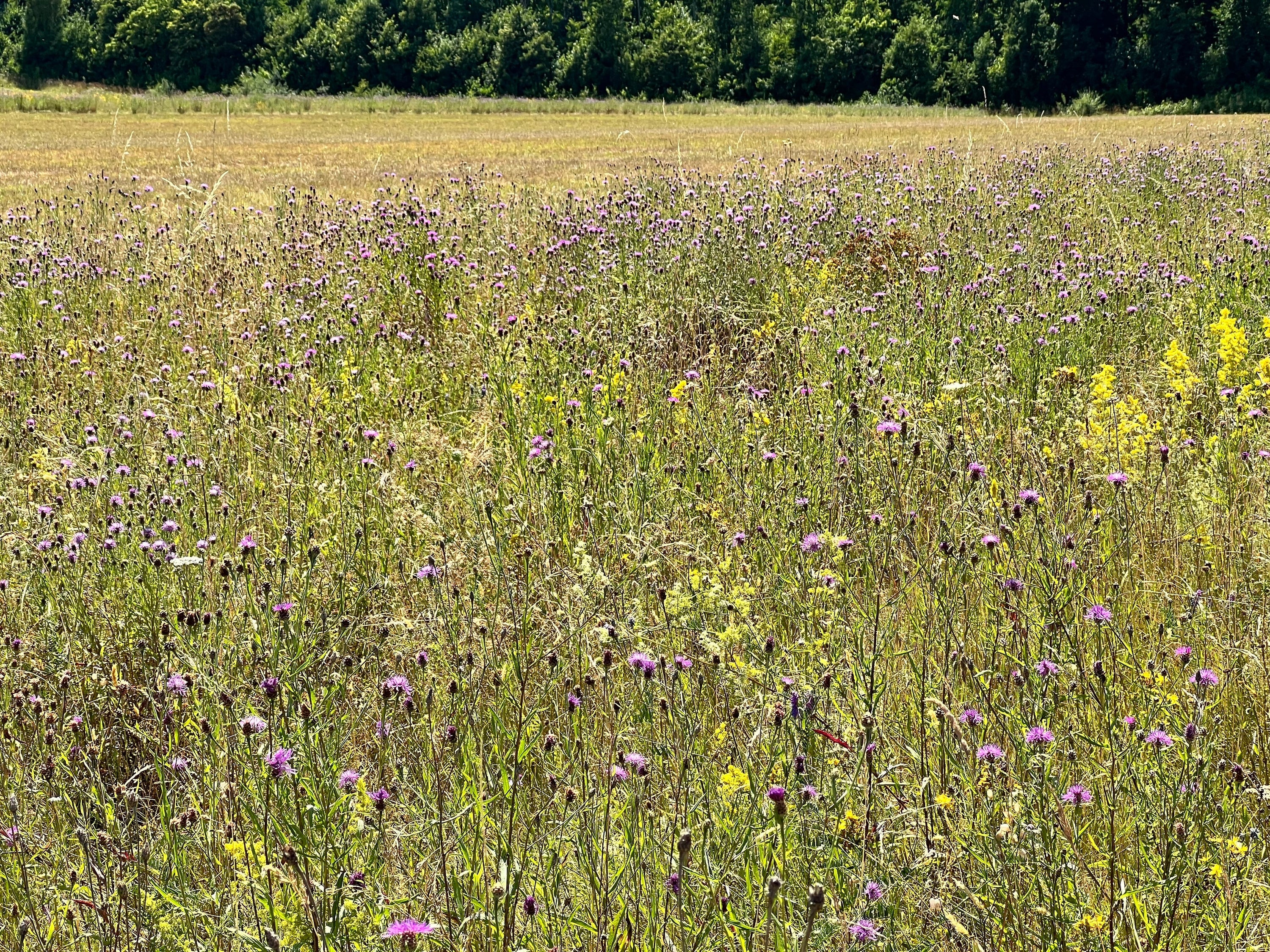 Fra etablering til vedligehold – Sådan styrker du biodiversiteten med mosaikpleje.