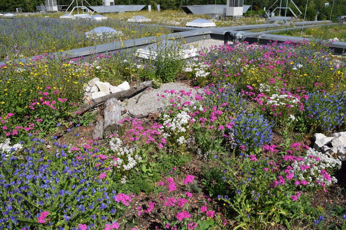 Grønne tage. Biodiversitet eller biomasse?