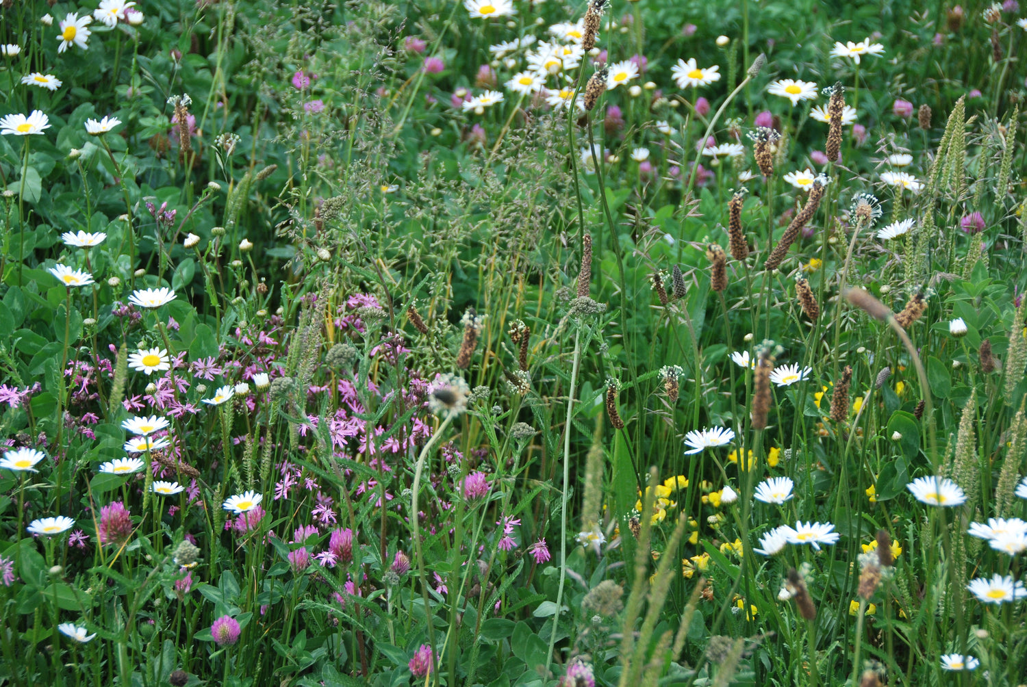 🌱 Forårstid er vegetationstid: Sådan sikrer du succesfuld etablering med vegetationsmåtter