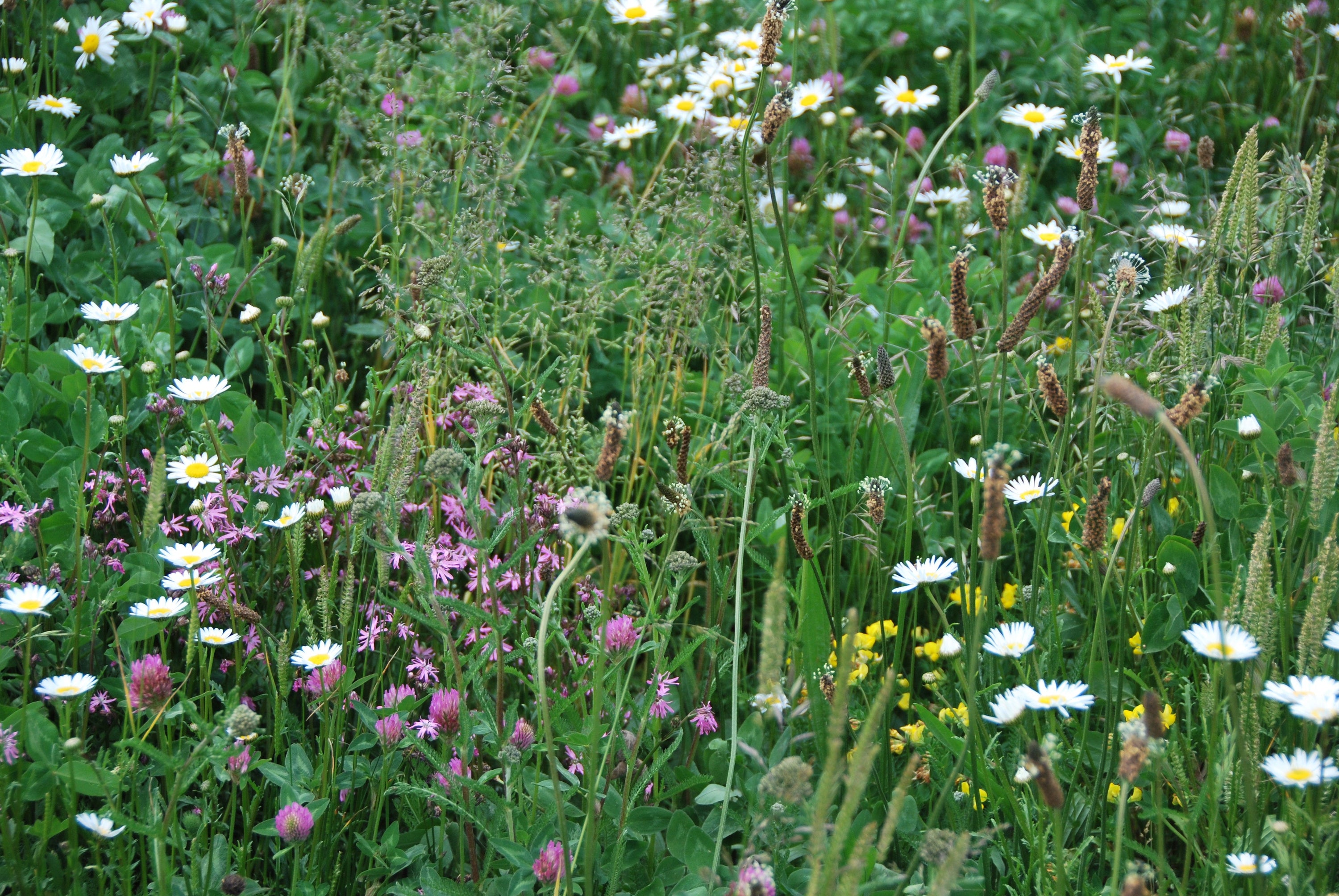 🌱 Forårstid er vegetationstid: Sådan sikrer du succesfuld etablering med vegetationsmåtter