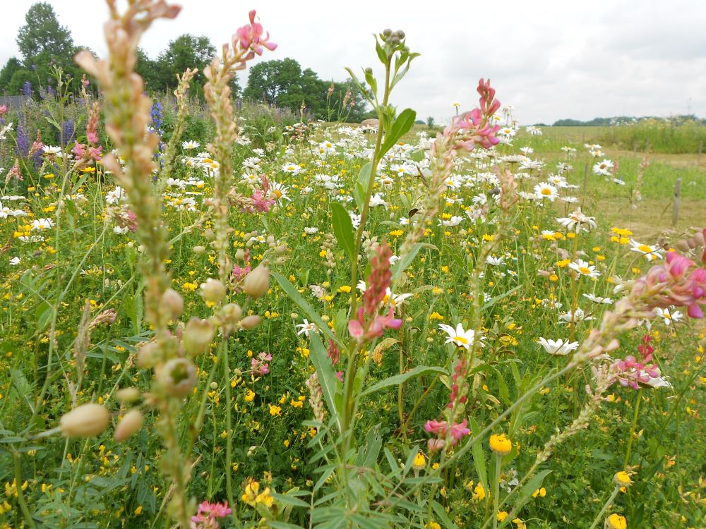 Sådan vedligeholder du naturenge og blomstermarker