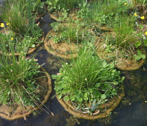 Øko-øen og ArmaFlor