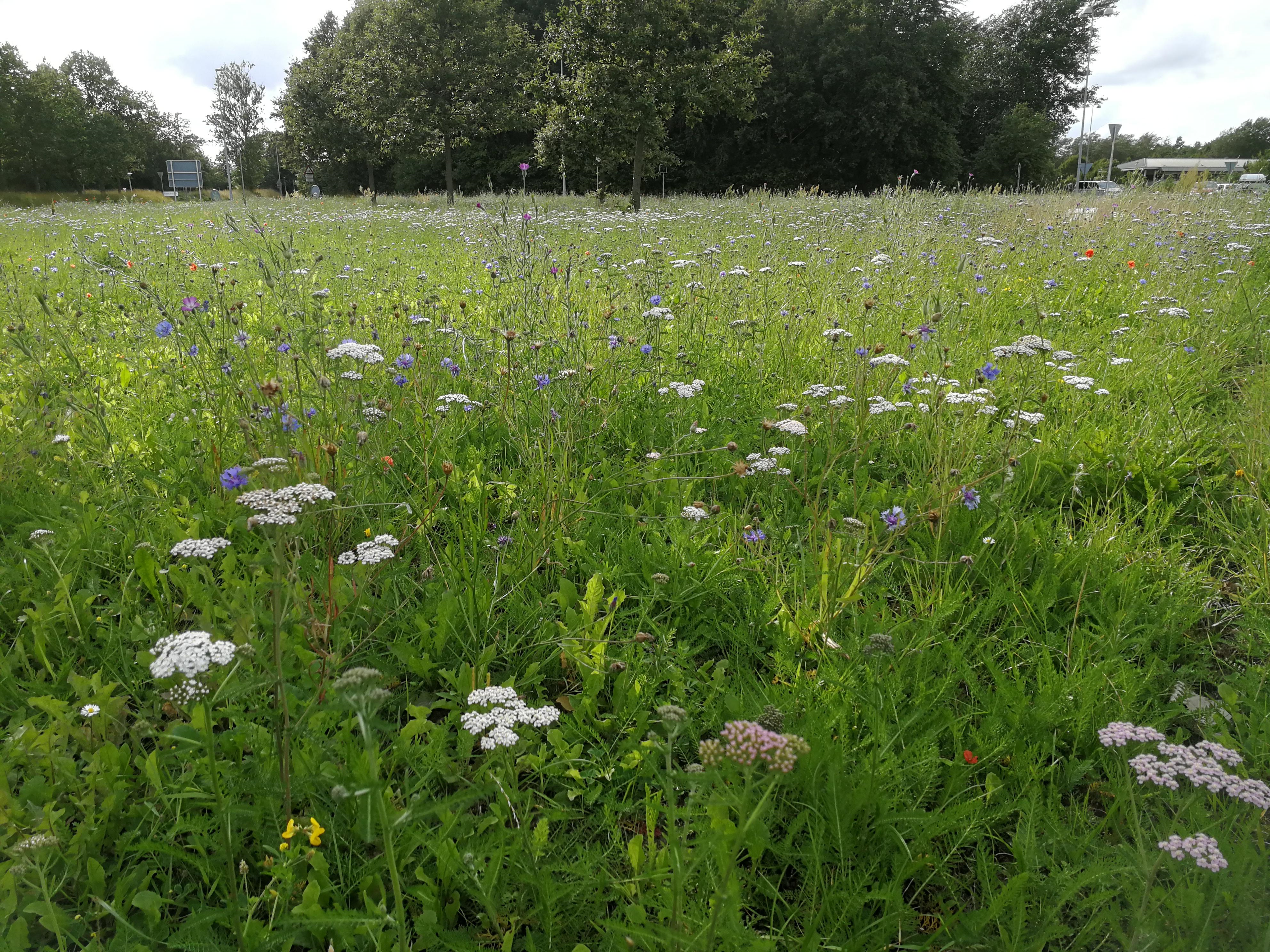 Frø, blomster og græs