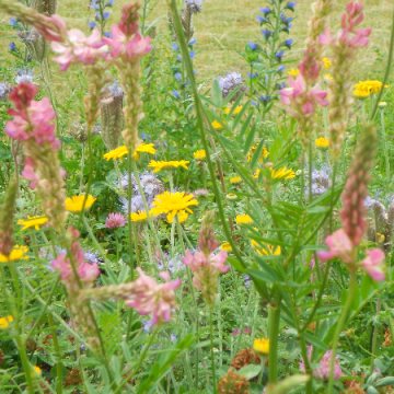 Bier og sommerfugle – frøblandinger | Blomstermarksfrø | Nykilde