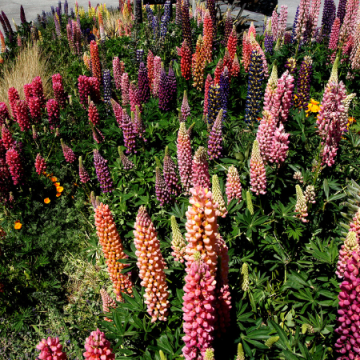 Sommerblomsterfrø enkeltarter — Farvestrålende pragt til enhver lokation