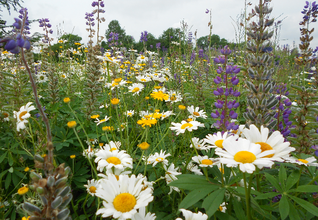 Blomstereng Frøblandinger - Den naturlige skønhed | Nykilde