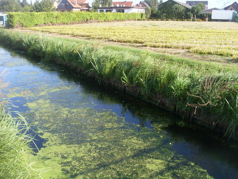 Vand- &amp; vådvegetation