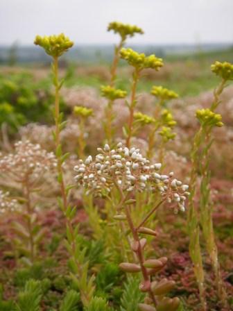 Sedum-måtter (1 m2)