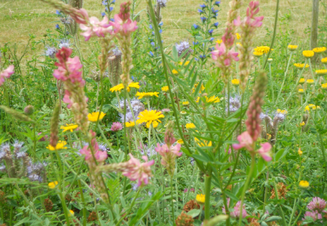 Blomstermarksfrø Honningbi-Fest flerårig frøblanding (0,5 kg)