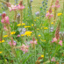 Blomstermarksfrø HonningBI-FEST flerårig frøblanding (1 kg)