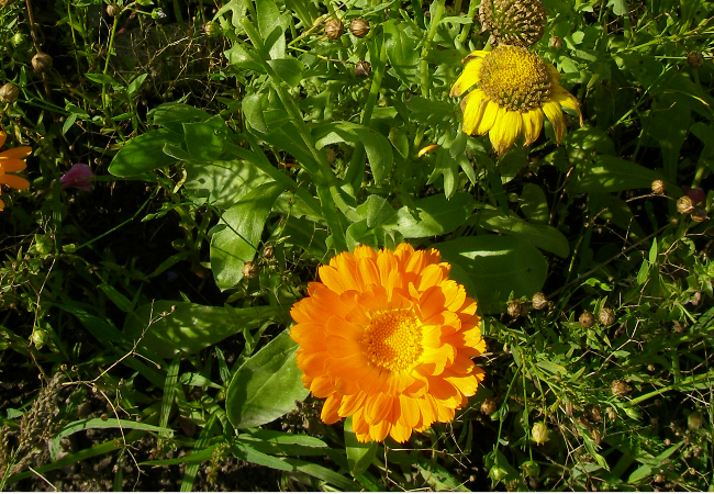 Den spiselige blomsterblanding (1 kg)