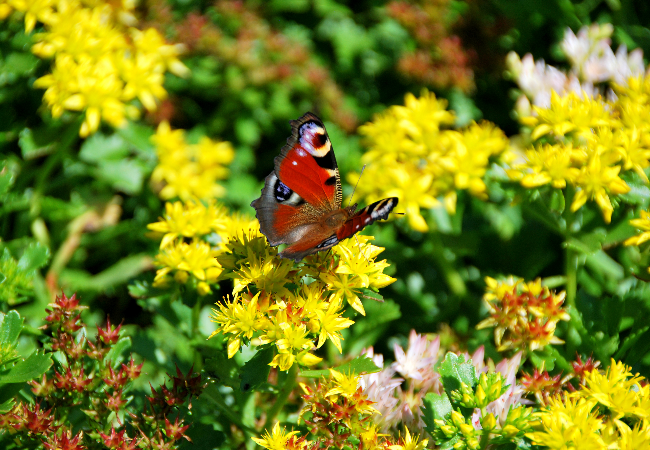 Sedum-måtter (1 m2)