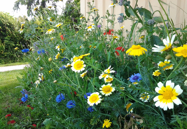 Blomstermarksfrø Sommer &amp; Sol enårig (0,5 kg)