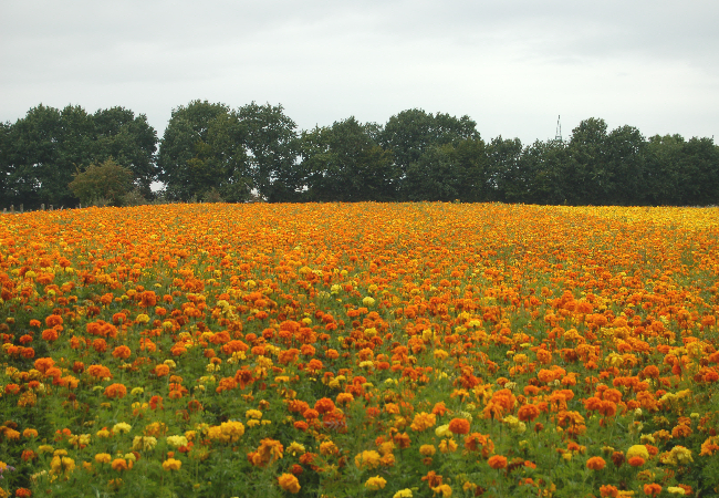 Den Spiselige Blomsterblanding (1 kg)