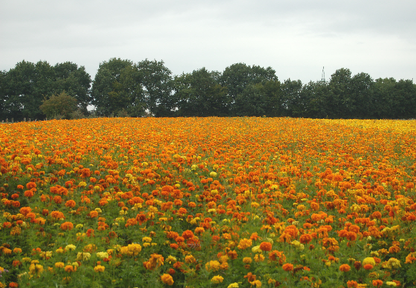 Den Spiselige Blomsterblanding (1 kg)