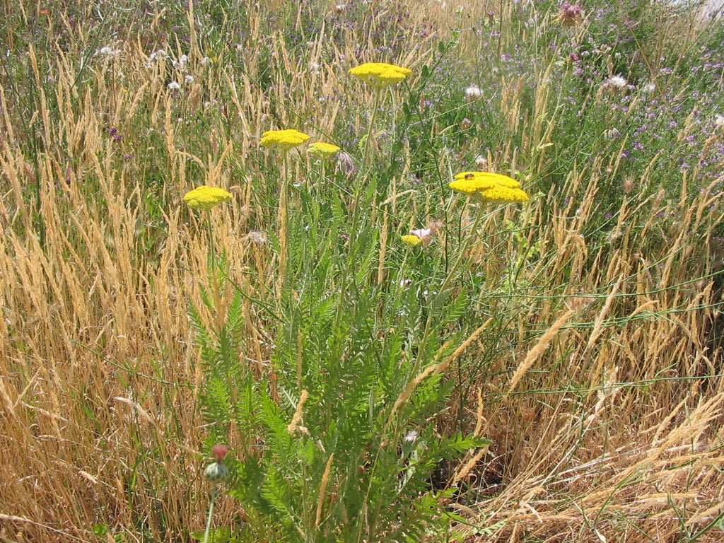 Blomstermarksfrø Staudefrøblanding (1 kg)