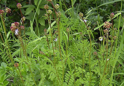 Den spiselige blomsterblanding (1 kg)