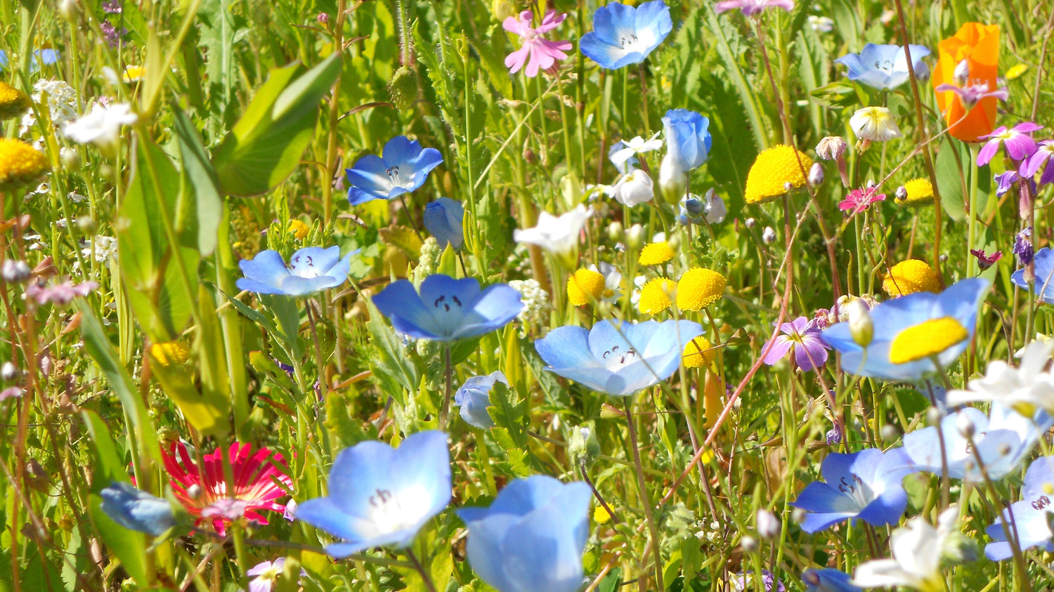 Blomstermarksfrø Sommer &amp; Sol med FrøFyld (1 kg)