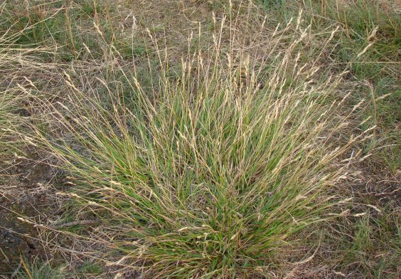 Regnbedsfrøblanding Tør (1 kg)