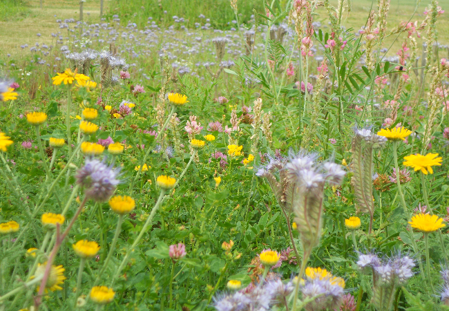 Den spiselige blomsterblanding (1 kg)