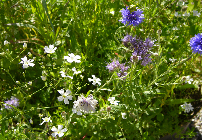 Blomstermarksfrø Honningbi-Sommerfugleblomstblanding (0,5 kg)