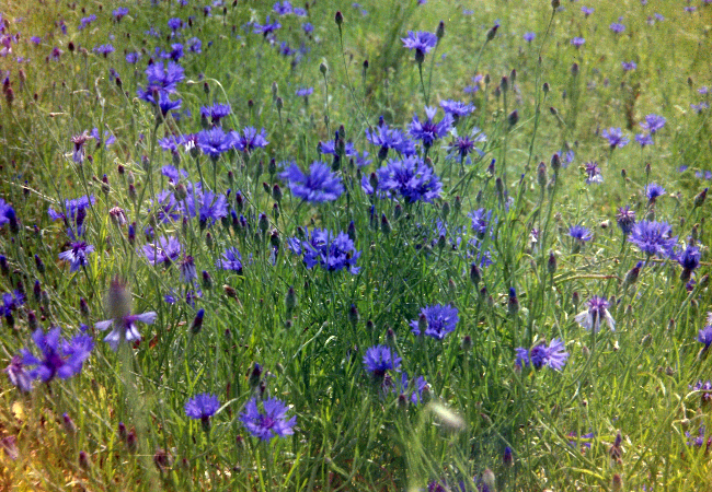 Den spiselige blomsterblanding (1 kg)