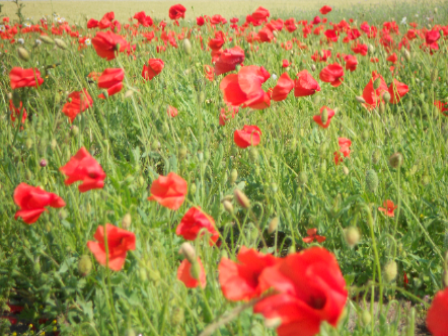 Kornvalmue/Papaver rhoeas (1 kg)