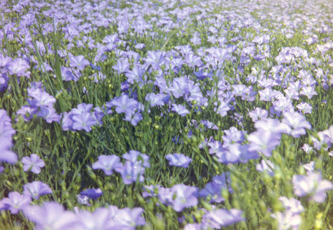 Den spiselige blomsterblanding (1 kg)