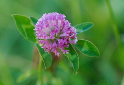 Den spiselige blomsterblanding (1 kg)