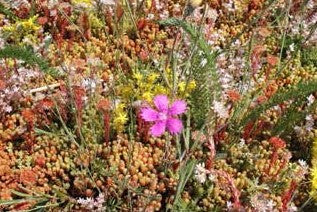 Sedum-Urt måtte