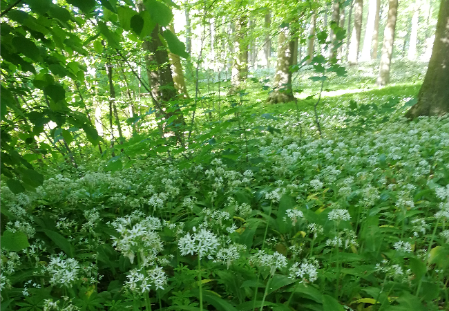 Naturengsfrø Skovbundsfrøblanding (0,5 kg)