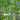 Blomstermarksfrø Robust en- & flerårig blomstermarksblanding (1 kg)