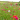 Blomstermarksfrø Rødt Hav Blanding (1 kg)