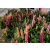 Sommerblomsterfrø enkeltarter — Farvestrålende pragt til enhver lokation