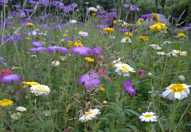 Blomstermarksfrø Snitblomster frøblanding (1 kg)