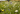 Blomstermarksfrø Høj Hvid Blomsterblanding (1 kg)