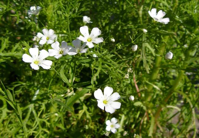 Blomstermarksfrø Romantik blanding flerårig m/græs (1 kg)