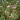 Blomstermarksfrø Romantik blanding flerårig m/græs (1 kg)