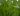 Vejrabat-Blanding Standard græsfrø (10 kg/rækker til 500 vm.)