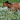 Heste Engfrøblanding (10 kg)
